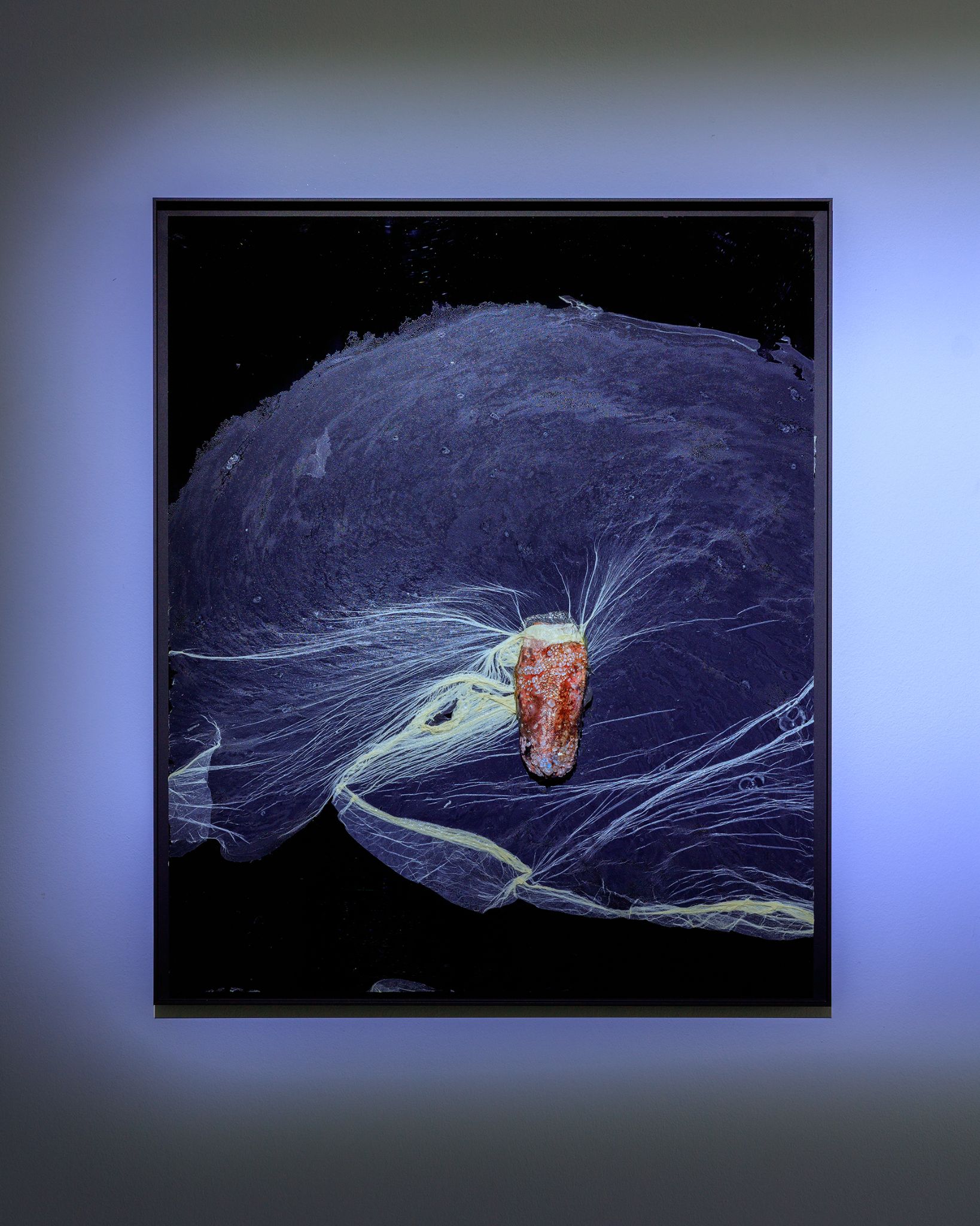 Galeria foco nadia duvall mermaids of a restless sea15